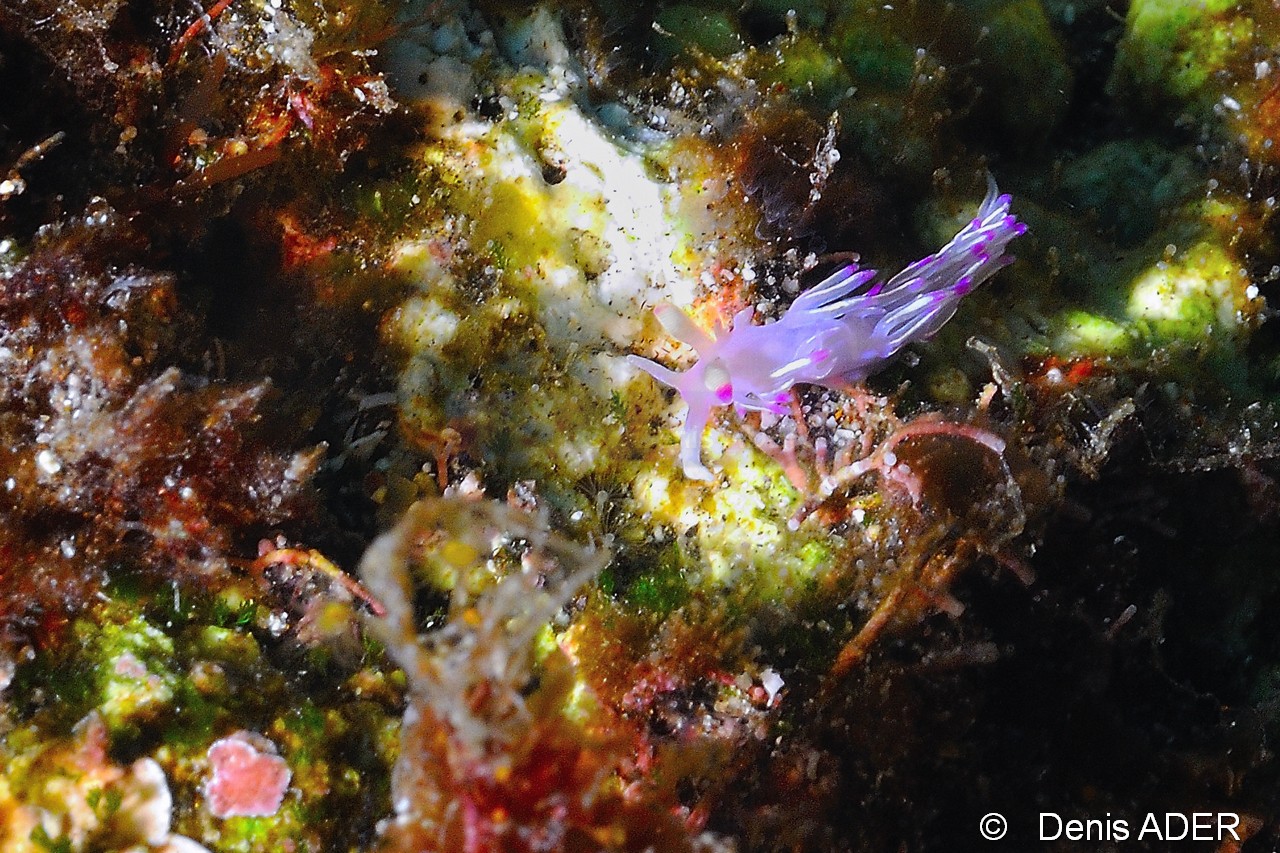 Flabellina Ilerai Flabeline du Cap Vert-nudi-Cap Vert Pointe de jean-8m-20150405-Denis-ADER-DSC_9321_tn.jpg